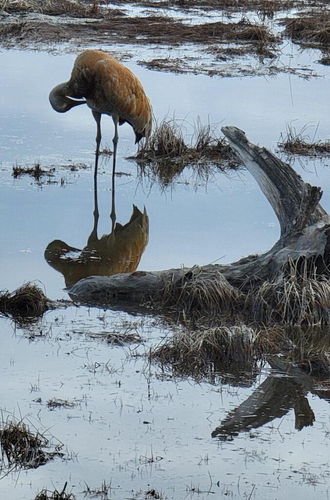 Sandhill Crane at Westchester Lagoon Anchorage